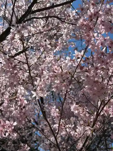 安養寺の{uncategorized: "未分類", other: "その他", undefined: "問題あり", building: "その他建物", grave: "お墓", sacred_gate: "鳥居", guardian: "狛犬", statue: "像", buddha: "仏像", history: "歴史", nature: "自然", garden: "庭園", animal: "動物", pagoda: "塔", temizu: "手水舎", mountain_gate: "山門・神門", sanctuary: "本殿・本堂", subordinate: "末社・摂社", art: "芸術", scenery: "景色", jizo: "地蔵", ema: "絵馬", goshuin: "御朱印", omikuji: "おみくじ", items: "授与品その他", amulet: "お守り", goshuincho: "御朱印帳", eats: "食事", festival: "お祭り", votive_dance: "神楽", shichigosan: "七五三参", wedding: "結婚式", experience: "体験その他", initially: "初詣", around: "周辺", anti_infection: "感染症対策"}