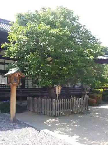 誉田八幡宮の自然