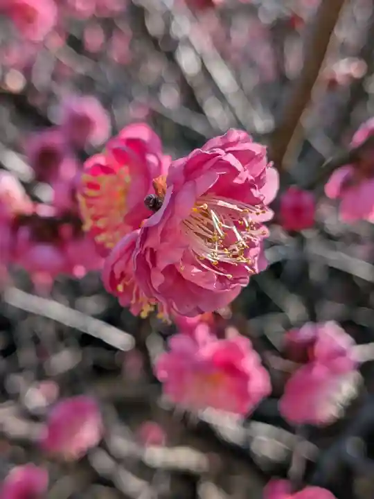 福蔵院(東京都)
