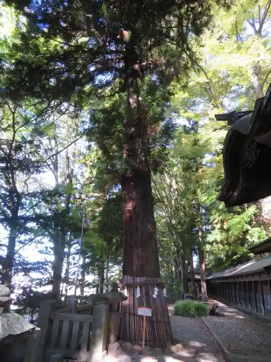 手長神社の自然