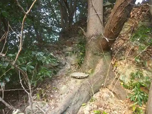 厳島神社（弁天山）の自然