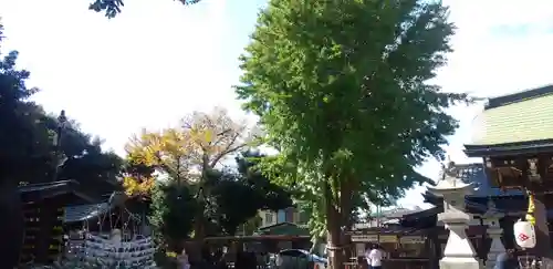 菊田神社の自然