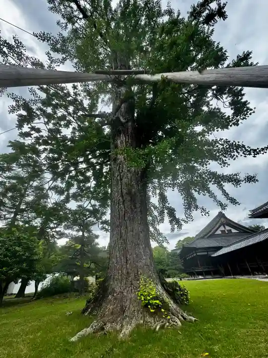 東寺(教王護国寺)(京都府)