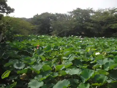 鶴岡八幡宮の自然