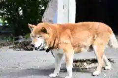 宝光寺の動物