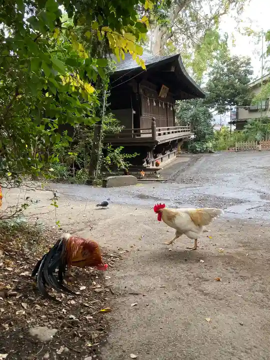 谷保天満宮の動物