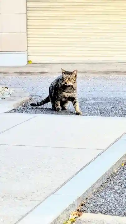 白金氷川神社の動物