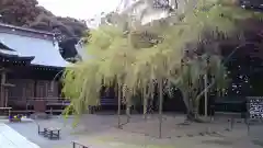 常陸第三宮　吉田神社の自然