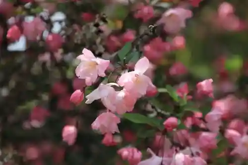 鹿島大神宮の自然