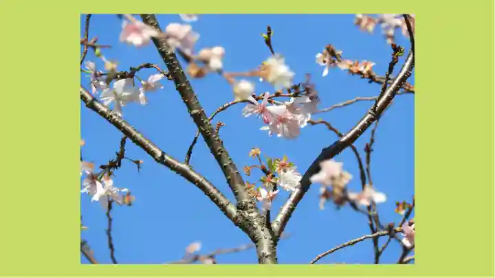 大嘗宮(東京都)