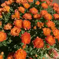 豊景神社の自然