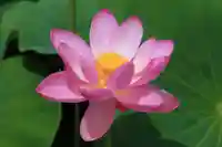 龍興寺(浮見観音)の自然