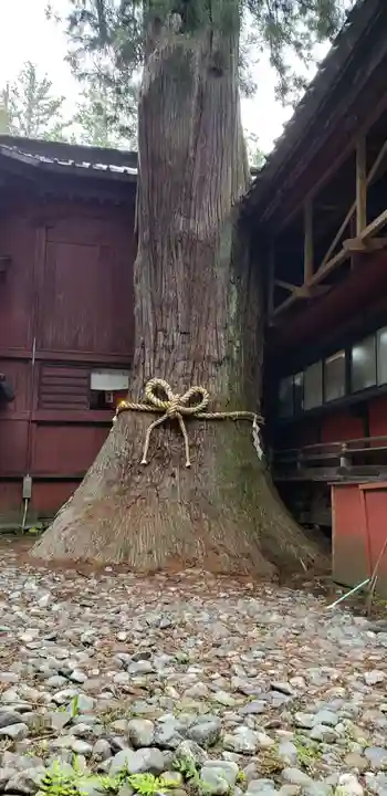北口本宮冨士浅間神社の自然