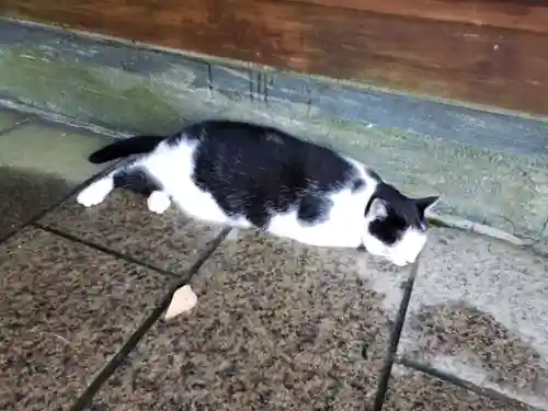 王子神社の動物