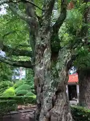 常堅寺の自然