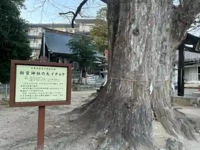新宮神社の{uncategorized: "未分類", other: "その他", undefined: "問題あり", building: "その他建物", grave: "お墓", sacred_gate: "鳥居", guardian: "狛犬", statue: "像", buddha: "仏像", history: "歴史", nature: "自然", garden: "庭園", animal: "動物", pagoda: "塔", temizu: "手水舎", mountain_gate: "山門・神門", sanctuary: "本殿・本堂", subordinate: "末社・摂社", art: "芸術", scenery: "景色", jizo: "地蔵", ema: "絵馬", goshuin: "御朱印", omikuji: "おみくじ", items: "授与品その他", amulet: "お守り", goshuincho: "御朱印帳", eats: "食事", festival: "お祭り", votive_dance: "神楽", shichigosan: "七五三参", wedding: "結婚式", experience: "体験その他", initially: "初詣", around: "周辺", anti_infection: "感染症対策"}