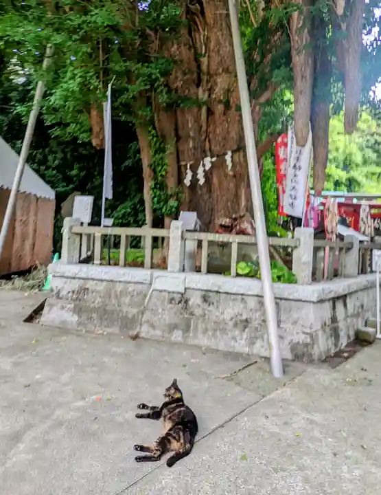 海南神社の動物