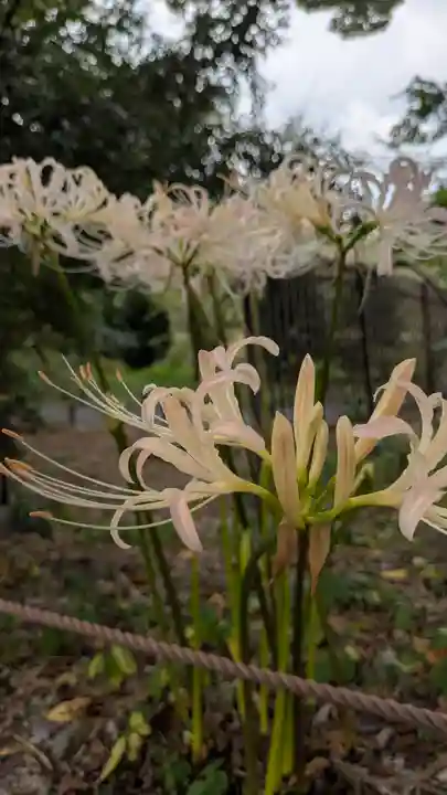 平野神社(京都府)