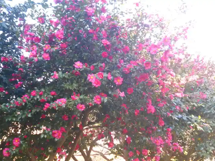 葛原岡神社の自然