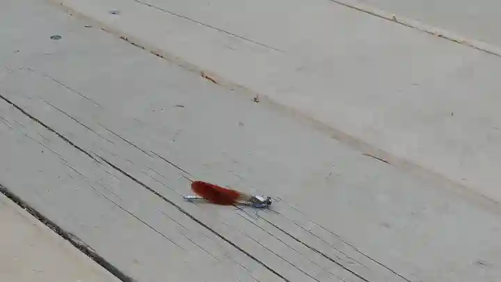 御蔭神社の動物