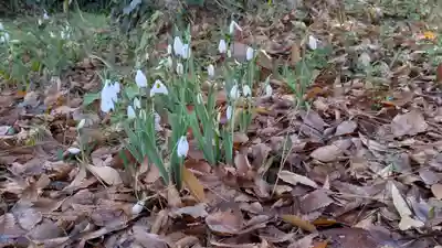 半木神社（賀茂別雷神社境外末社）(京都府)
