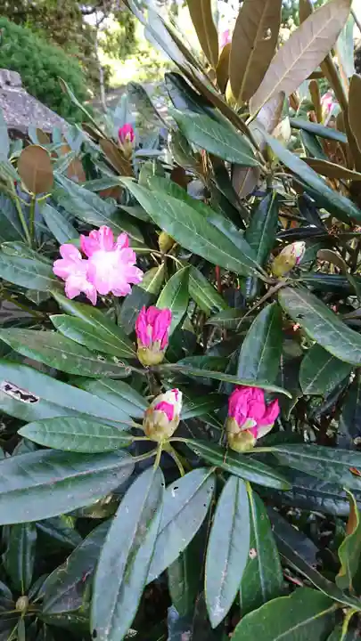 高千穂神社の自然