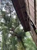 熊野神社の自然