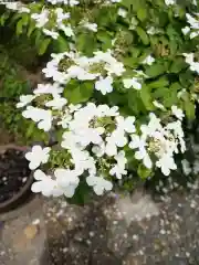 普門寺(切り絵御朱印発祥の寺)(愛知県)