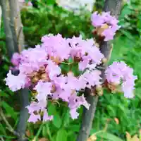 豊景神社の自然