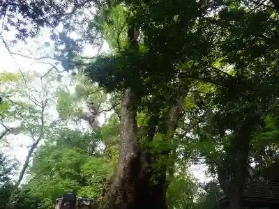 來宮神社(静岡県)
