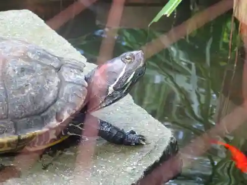 葛原岡神社の動物