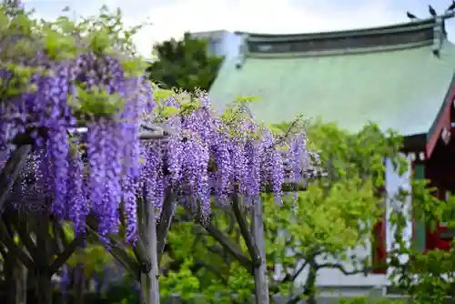 亀戸天神社(東京都)