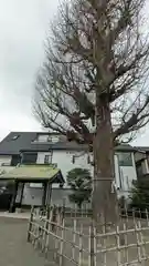 子安八幡神社(北糀谷)(東京都)