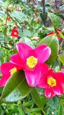 大巧寺(神奈川県)