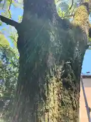 新溝神社の自然