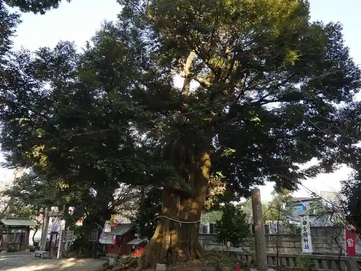 音無神社の自然