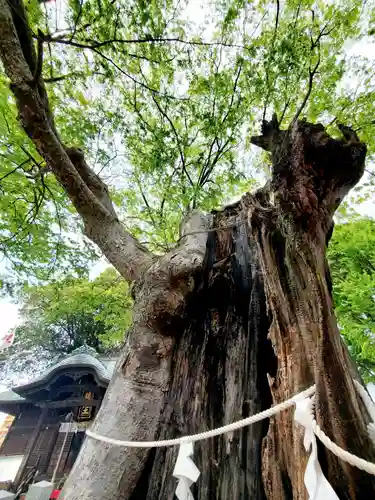 阿邪訶根神社の自然