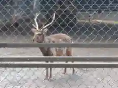 水神社の動物