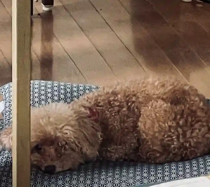 伊勢の国 四天王寺の動物