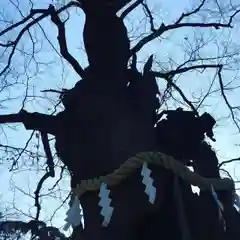 新田神社の自然