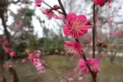 北野天満宮の自然