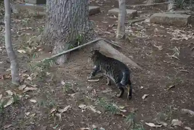 天形星神社の動物