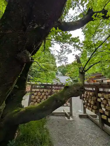 乃木神社(東京都)