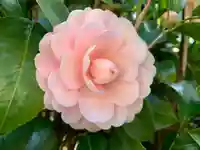 普門寺(切り絵御朱印発祥の寺)(愛知県)