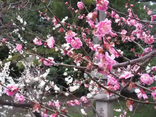 北野天満宮の自然