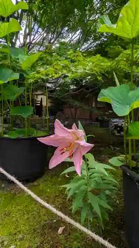 勝林寺(京都府)