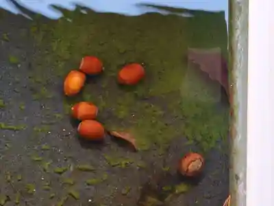 伊佐爾波神社(愛媛県)