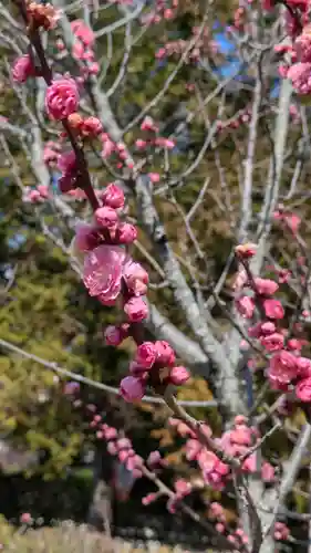 隨心院（随心院）(京都府)
