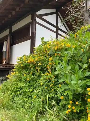般若寺 ❁﻿コスモス寺❁(奈良県)