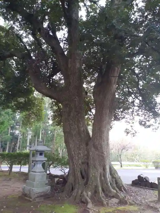 熊野神社の自然